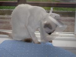 more kittens